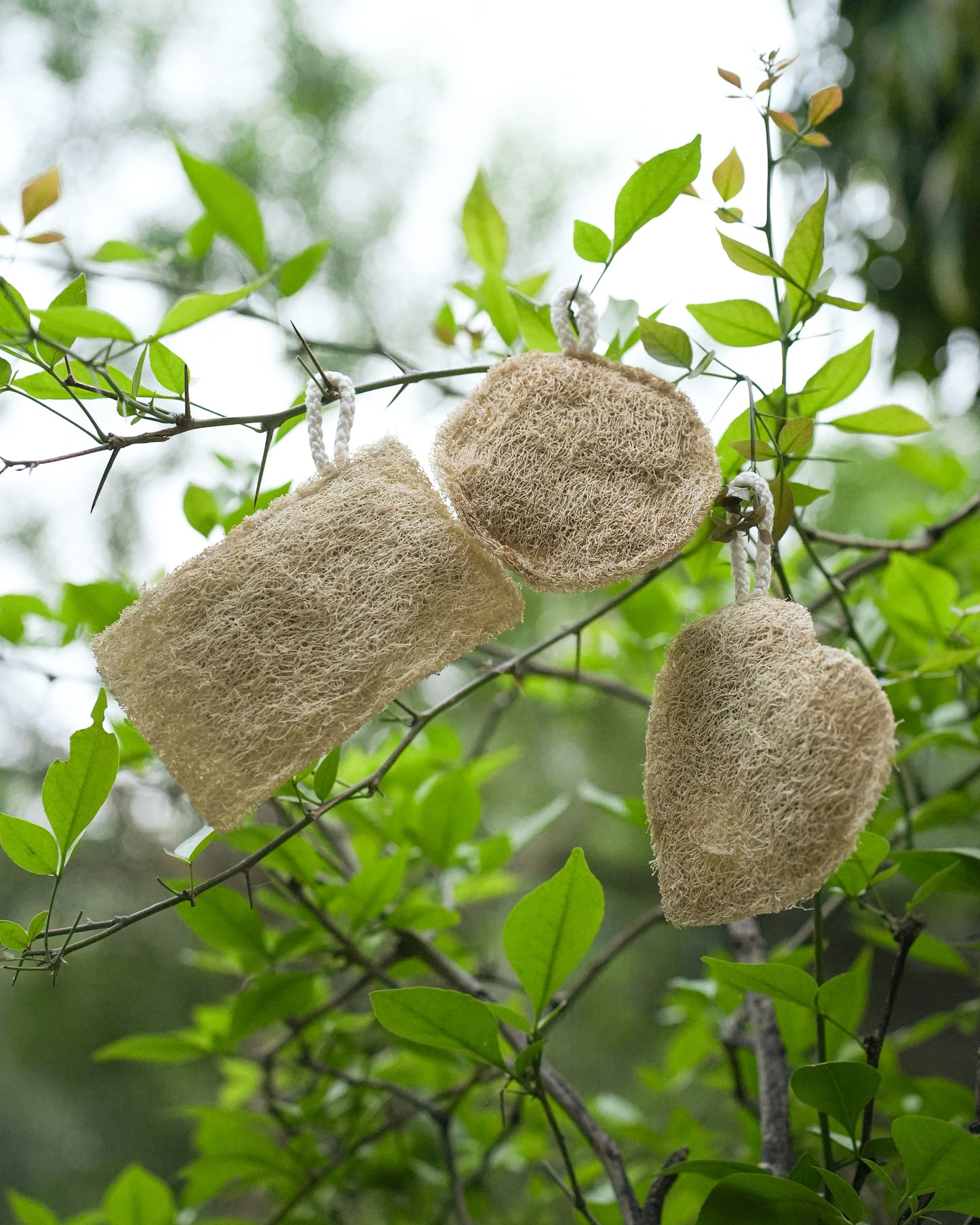 VibinVriksh EcoScrub – Natural Loofah (Pack of 3)
