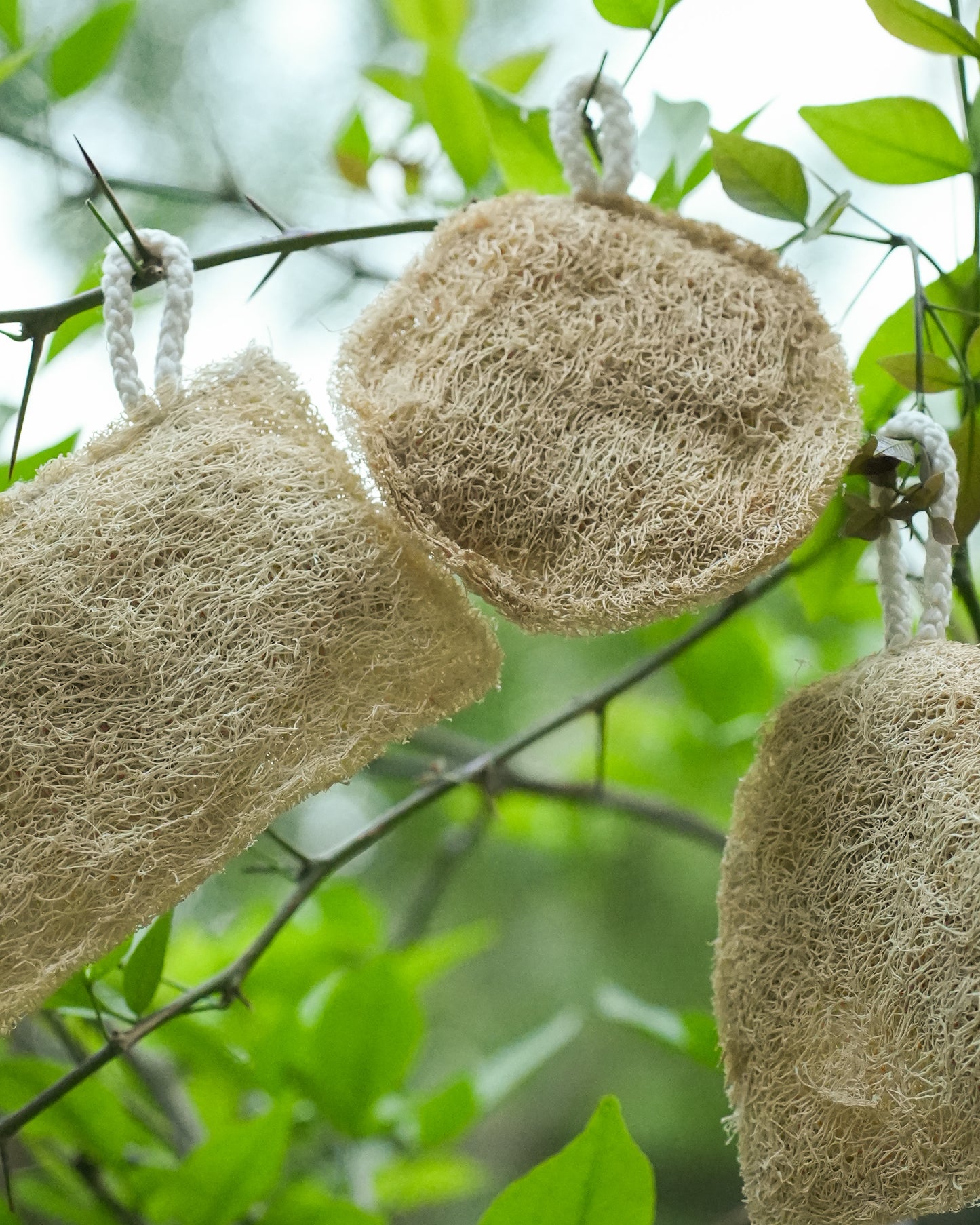 VibinVriksh EcoScrub – Natural Loofah (Pack of 3)